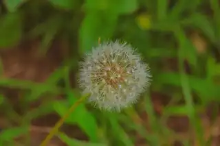 Siembra de césped